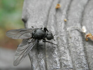 全身が黒い「アブ」の一種