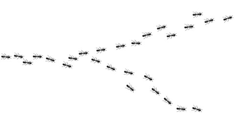 Ants marching in trail. Many small ants isolated in white background. Vector illustration