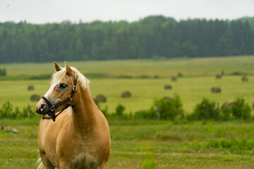 Obraz premium horse in field