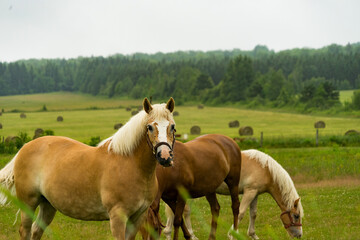 Obraz premium horse in the field