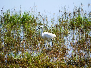 bird hiding in long grass