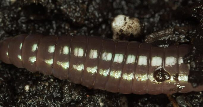 Earthworm slithering through wet soil.
