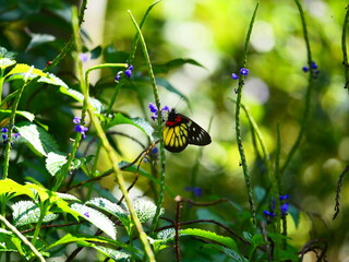 Butterfly collecting pollen on flower, butterfly on flower, Delias pasithoe collecting pollen on flower