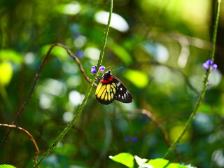 Butterfly collecting pollen on flower, butterfly on flower, Delias pasithoe collecting pollen on flower