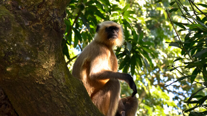 Wild Langur sits on a tree in sunset light. Hanuman Langur, Grauer Langur Common langur Presbytis entellus. Langur monkey (semnopithecus entellus). Indian langurs are lanky, long-tailed monkeys.