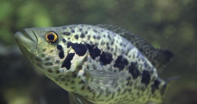 Exotic fish in the aquarium. The orbicular batfish, Platax orbicularis, known as the circular batfish, orbiculate batfish, round batfish, or orbic batfish is a popular aquarium tropical fish