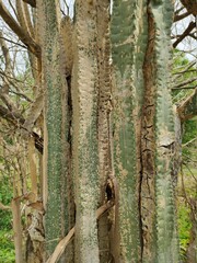 Fototapeta premium pine tree trunk