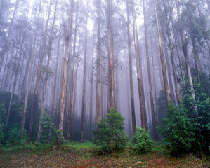 Fog in the rainforest at Tarra Bulga National park ,Gippsland ,Victoria, Australia.