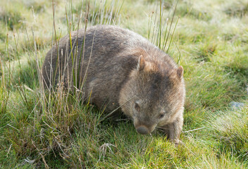 Tasmania Cradle Mountain National Park , wombat grazing.