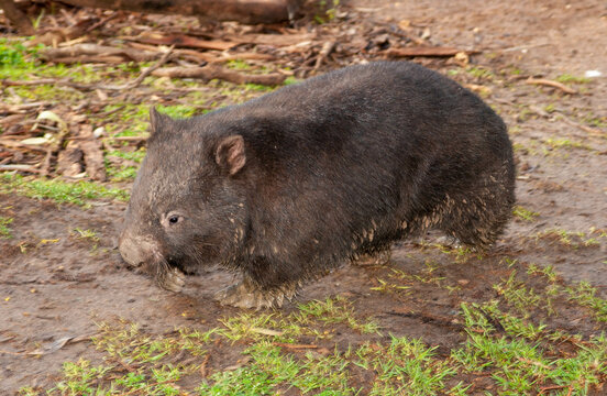 Wombat In Forest Country In Victoria, Australia.