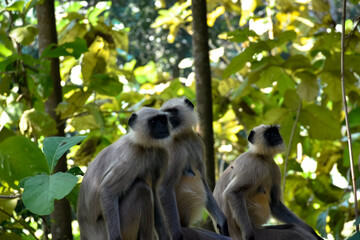 Wild Langur sits on a tree in sunset light. Hanuman Langur, Grauer Langur Common langur Presbytis entellus. Langur monkey (semnopithecus entellus). Indian langurs are lanky, long-tailed monkeys.
