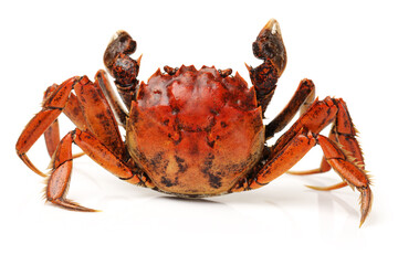 Cooked crab isolated in white background
