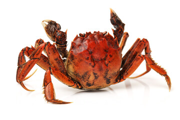 Cooked crab isolated in white background