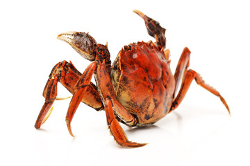 Cooked crab isolated in white background