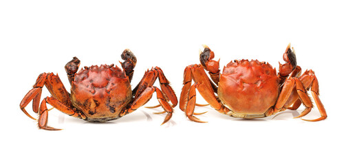 Cooked crab isolated in white background