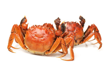 Cooked crab isolated in white background