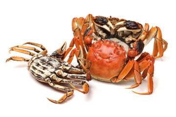 Cooked crab isolated in white background