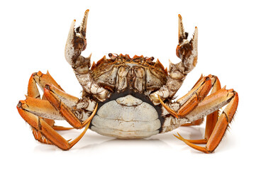 Cooked crab isolated in white background