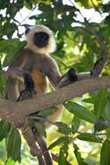 Wild Langur sits on a tree in sunset light. Hanuman Langur, Grauer Langur Common langur Presbytis entellus. Langur monkey (semnopithecus entellus). Indian langurs are lanky, long-tailed monkeys.