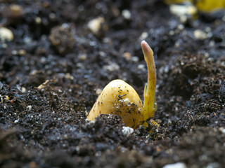 ‌Macro photo of a small sprout of avocado in the ground