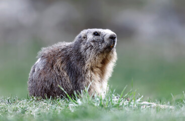 Marmotte des Alpes, Parc du Queyras, Hautes-Alpes, France