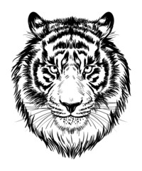 Realistic drawn face of a tiger, vector illustration. Muzzle, portrait of a tiger - black and white graphic, print, poster