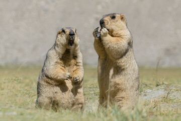 Himalayan marmots -Marmota himalayana, pair standing and eating in open field , ladakh wildlife, Jammu and Kashmir, India