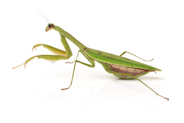 Green mantis isolated on a white background 