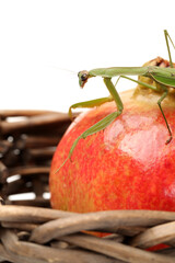 Green mantis on the pomegranate isolated on a white background 