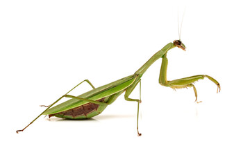 Green mantis isolated on a white background  - obrazy, fototapety, plakaty