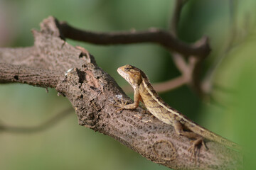 Calotes versicolor, The oriental garden lizard, eastern garden lizard, Indian garden lizard, common...