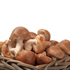 Shiitake mushroom on the White background 