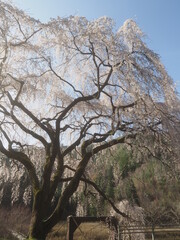 枝垂れ桜と吊橋