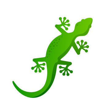 Madagascar Gecko lizard vector illustration Simple salamander Logo Icon reptile Clipart