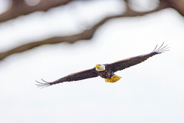 Eagle, imperial in flight. Eagle, most likely looking for prey or to protect its territory.