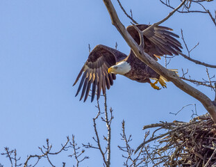 Eagle, imperial in flight. Eagle, most likely looking for prey or to protect its territory.