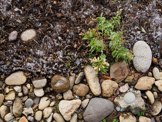 霜柱ができた花壇の土