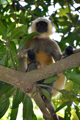Fototapeta premium Wild Langur sits on a tree in sunset light. Hanuman Langur, Grauer Langur Common langur Presbytis entellus. Langur monkey (semnopithecus entellus). Indian langurs are lanky, long-tailed monkeys.