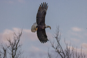 Eagle, imperial in flight. Eagle, most likely looking for prey or to protect its territory. 

