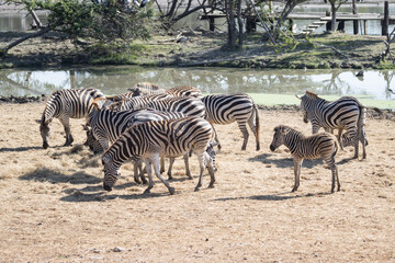 Fototapeta na wymiar Group of wild zebras socializing Wildlife of Africa