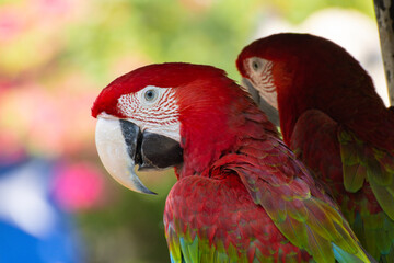 Red Macaw standing on a branch with green background