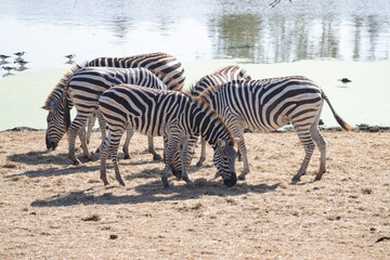 Obraz na płótnie Canvas Group of wild zebras socializing Wildlife of Africa
