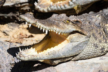 Thailand Crocodile on the ground with Mouth Open