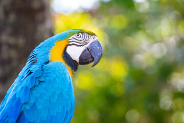 blue and yellow Macaw standing on a branch with green background