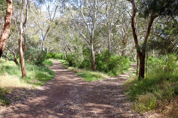 forked path in bushland forest