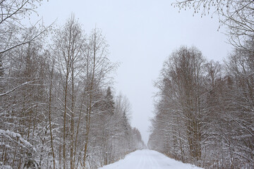 winter landscape trees covered with hoarfrost