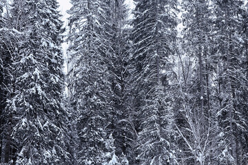 Fototapeta premium coniferous forest covered with hoarfrost background, winter landscape snow trees