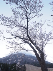 桜と夜明け前の空