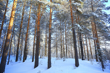 sunny view in winter forest, sun landscape nature
