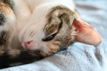 cat sleeping on a pillow